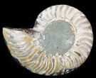 Agatized Ammonite Fossil (Half) #38778-1